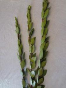 Daled Minim – Hadassim 2