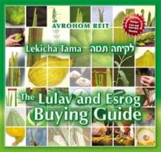 Lekicha Tama – Lulav and Esrog Buying Guide