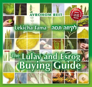 Lekicha Tama: The Lulav and Esrog Buying Guide