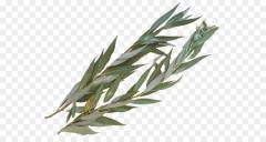 Daled Minim - Aravos