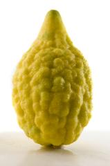 Daled Minim - Esrog Mehudar 1